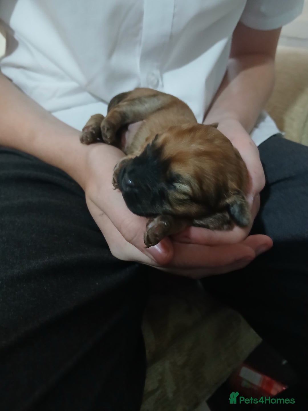 Mixed Breed dogs for sale: 2 pups left  - Advert 20