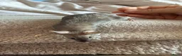 Mouse rodents for sale: Males and females - Advert 7