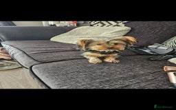 Yorkshire Terrier dogs for sale: Rehoming my boy bertie  - Image 8