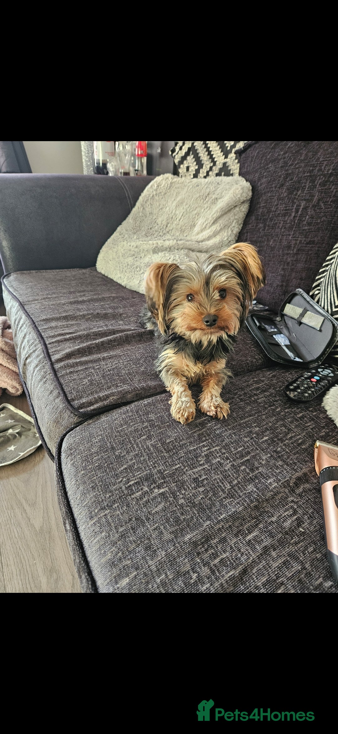 Yorkshire Terrier dogs for sale: Rehoming my boy bertie  - Image 8