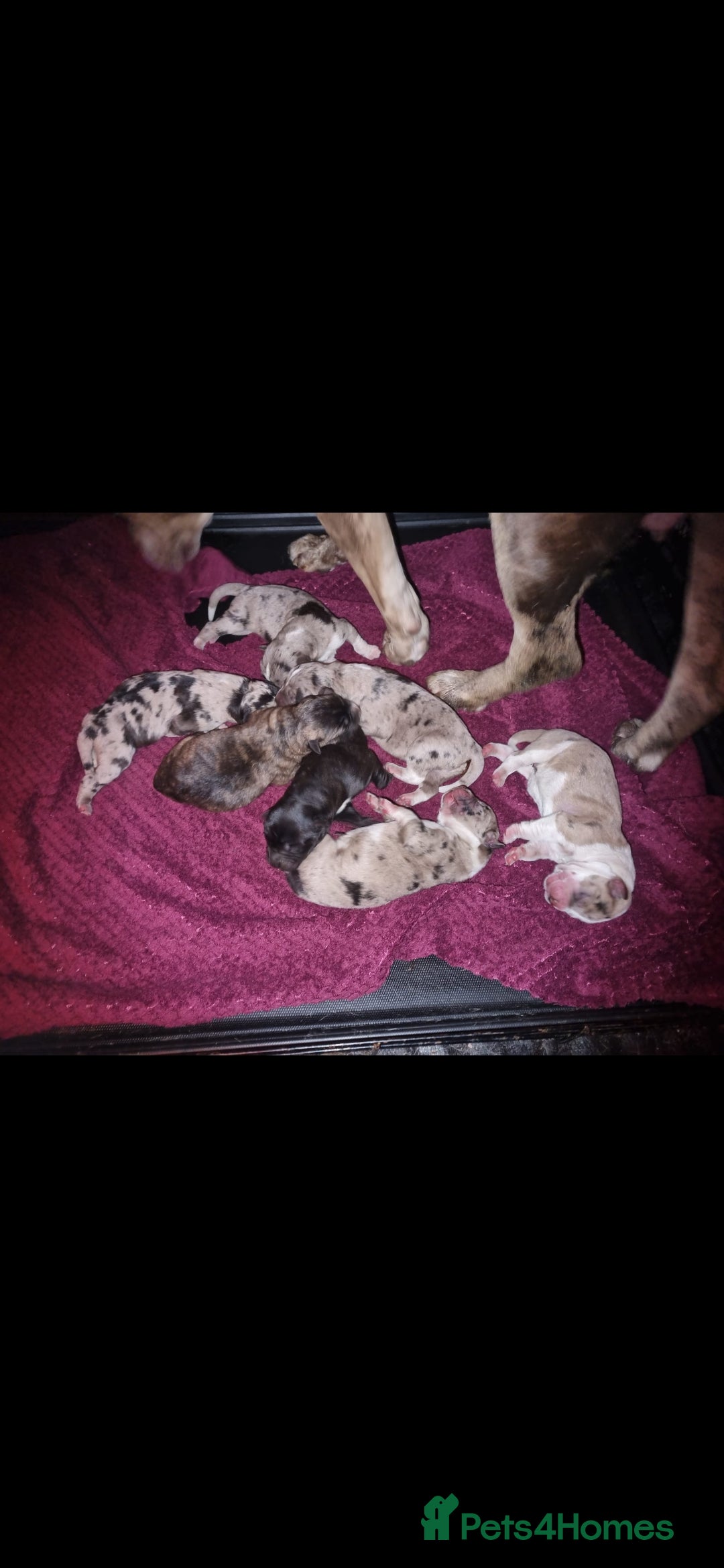 Mixed Breed dogs for sale: alapaha bull dog x  akita  - Image 7