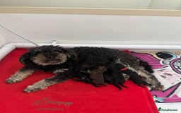 Toy Poodle dogs for sale: Waiting list for Kc toy poodles health tested - Image 12