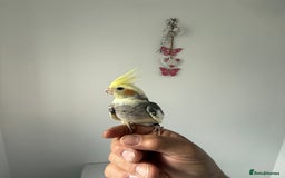 Cockatiels birds for sale: BEAUTIFUL BABY HAND REARED COCKATIEL / BIRDS  in Liverpool - Image 2