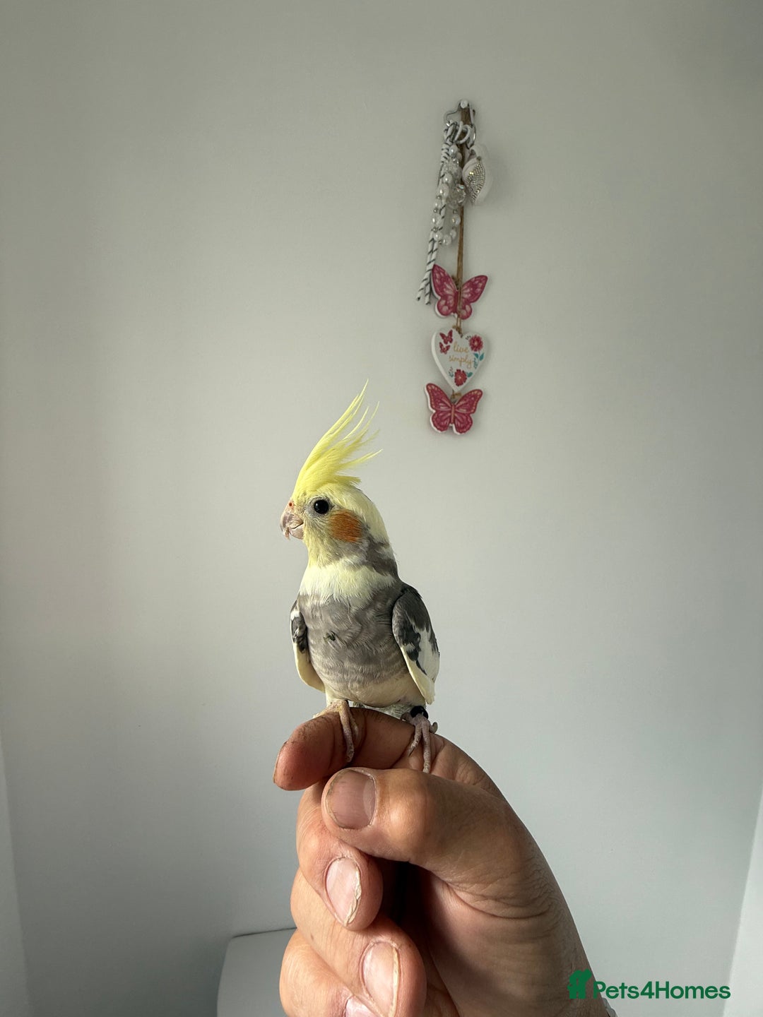 Cockatiels birds for sale: BEAUTIFUL BABY HAND REARED COCKATIEL / BIRDS  in Liverpool - Image 2