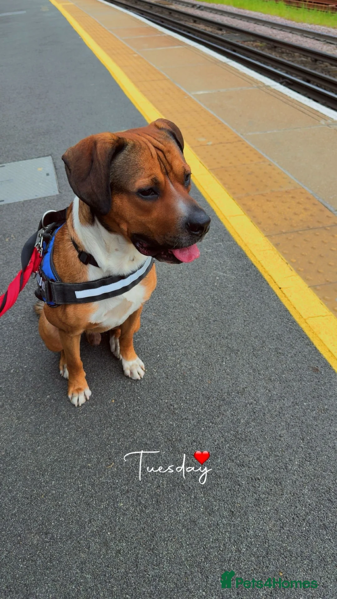 Mixed Breed dogs for sale: Tyssen - Big Baby At Heart  in Bromley - Advert 2