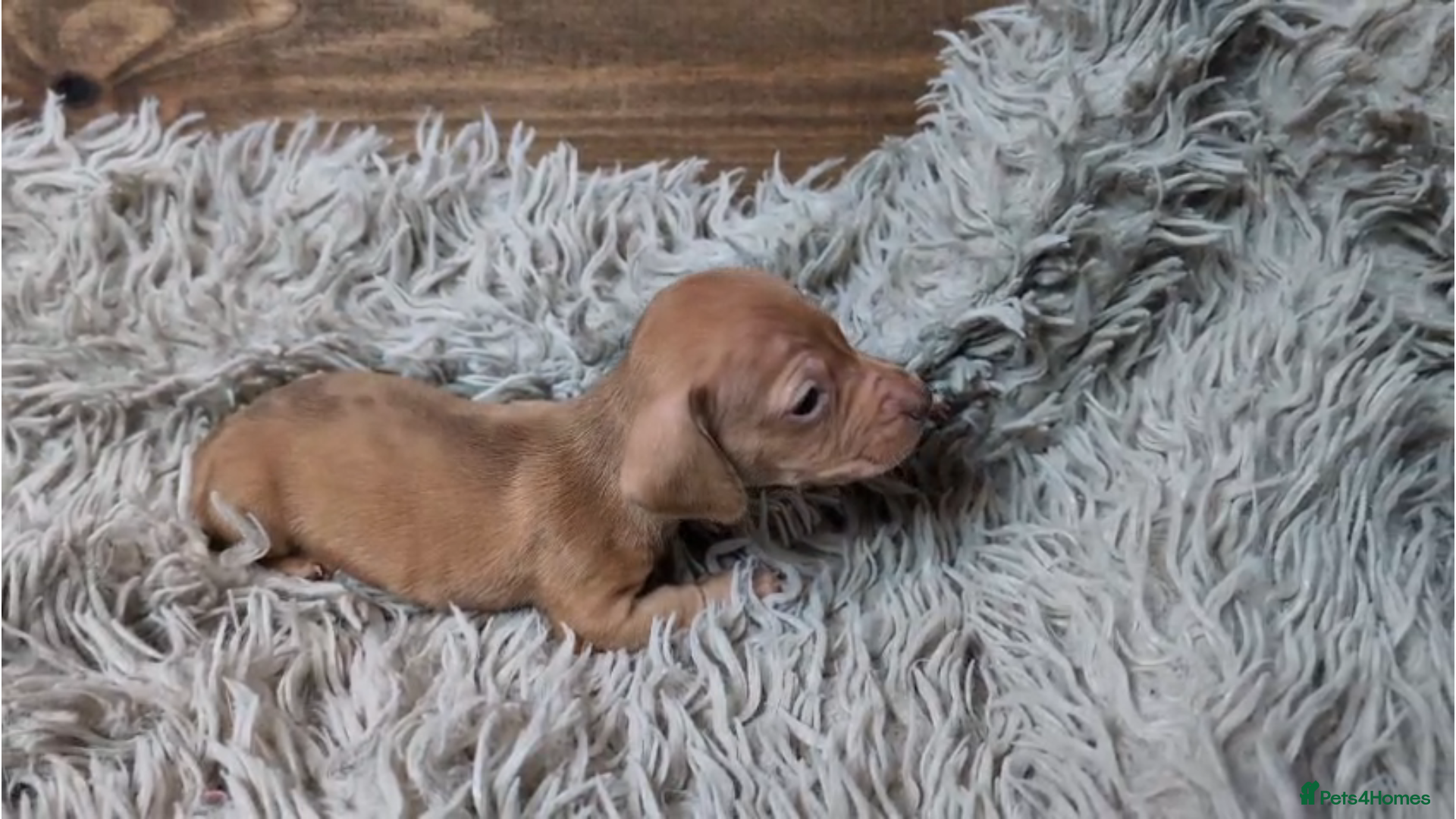 Miniature Dachshund dogs Mini Dachshund Puppies KC Ready start of March 🐾 - Advert 18