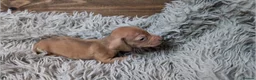 Miniature Dachshund dogs for sale: Mini Dachshund Puppies KC Ready start of March 🐾 - Advert 16