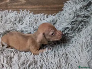 Miniature Dachshund dogs Mini Dachshund Puppies KC Ready start of March 🐾 - Advert 18