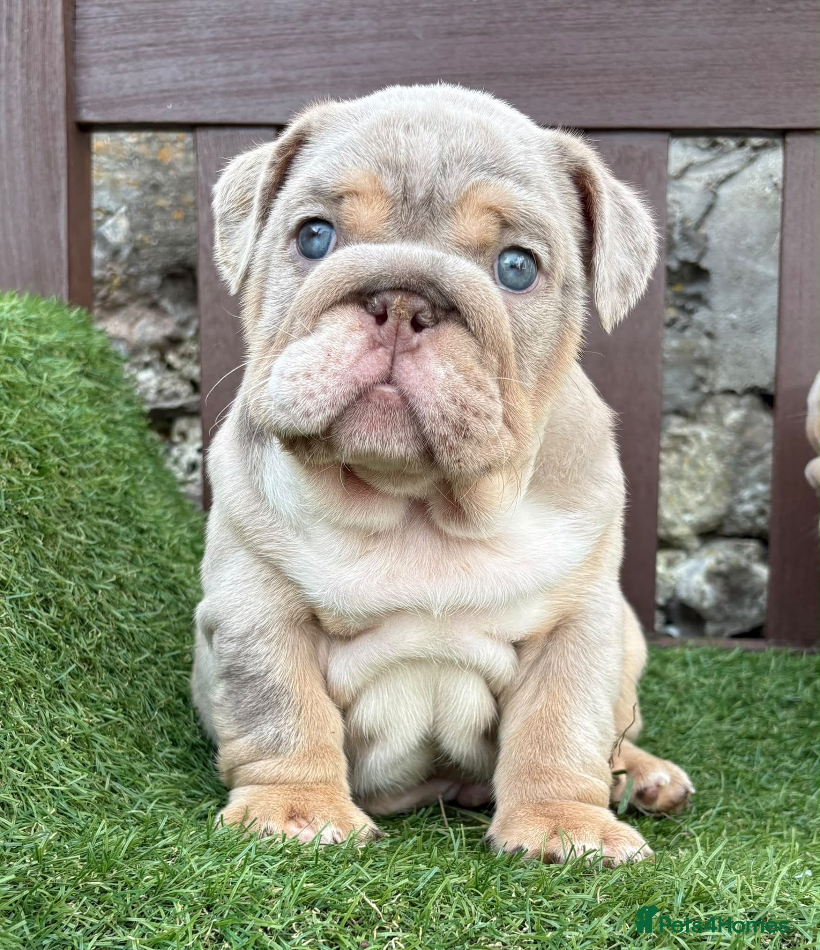 English Bulldog dogs Ready Tuesday! Outstanding Bulldog Puppies - Advert 6