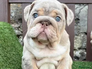 English Bulldog dogs Ready Tuesday! Outstanding Bulldog Puppies - Advert 6