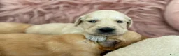 Golden Retriever dogs for sale: Golden Retriever Puppies - Advert 12