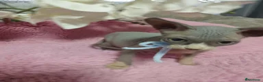Sphynx 5