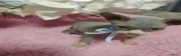 Sphynx cats for sale: Beautiful kittens - Advert 12