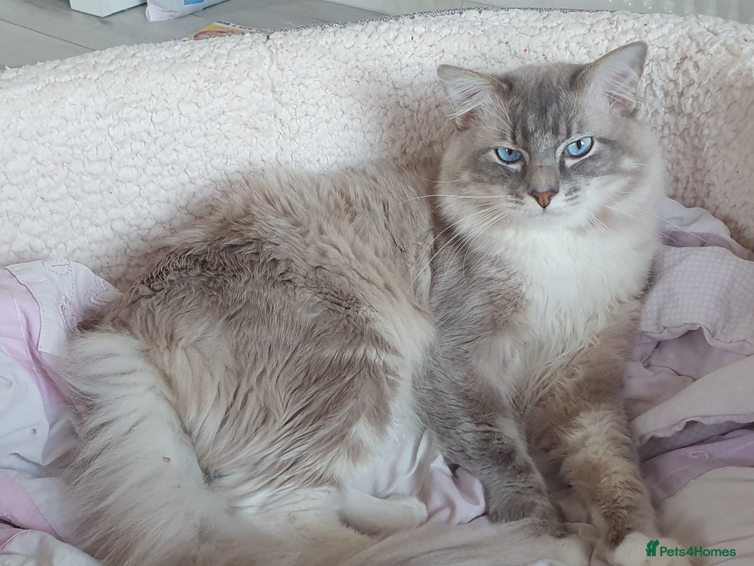 Ragdoll cats for stud: Handsome blue lynx Ragdoll for stud in Bathgate - Image 11