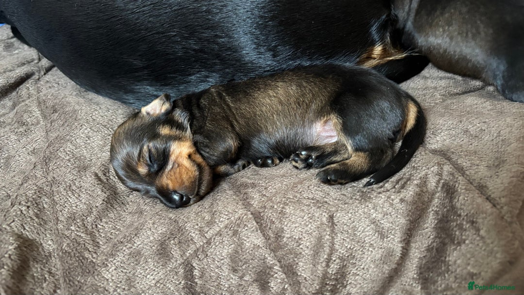 Dachshund dogs for sale: Adorable dachshund puppies - Image 9