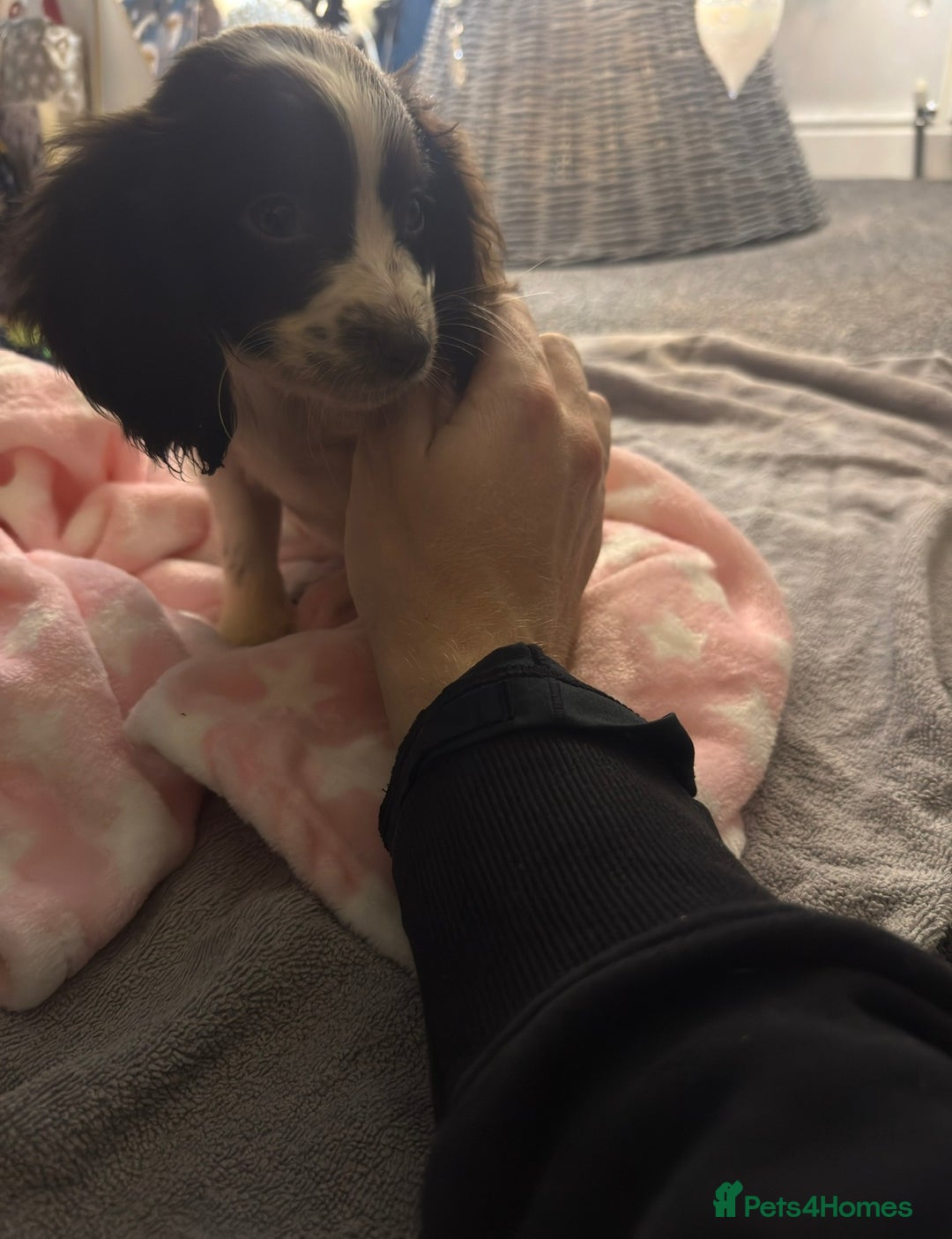 Sprocker dogs for sale: Sprocker Puppy *Read Description* - Advert 4