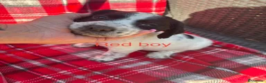 Cocker Spaniel 5 red boy