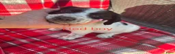 Cocker Spaniel dogs for sale: Adorable cocker spaniel pups  - Advert 10