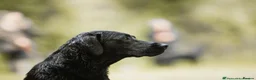 Labrador Retriever dogs for sale: Quality KC Labrador Retriever - Advert 4