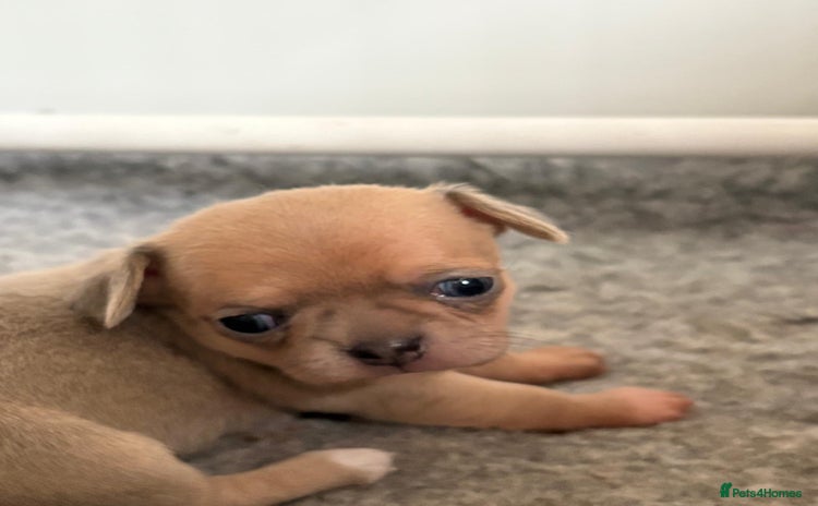 Chihuahua dogs - Advert 1