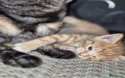 Mixed Breed cats for sale: 🐾 Beautiful Kittens – Tabby x Neva Masquerade  🐾 - Image 1