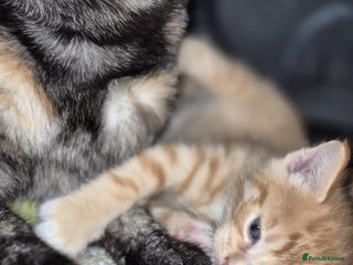 Mixed Breed cats - Advert 2