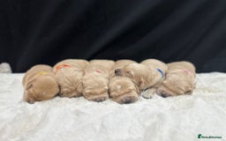 Golden Retriever dogs for sale: KC/FCI Well-Bred, Health CERTIFICATED,DAD CHAMPION - Image 2
