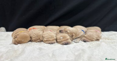 Golden Retriever dogs - Advert 3