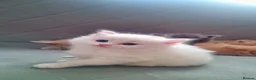 British Longhair cats for sale: Kitten&British long hair and persian - Advert 16