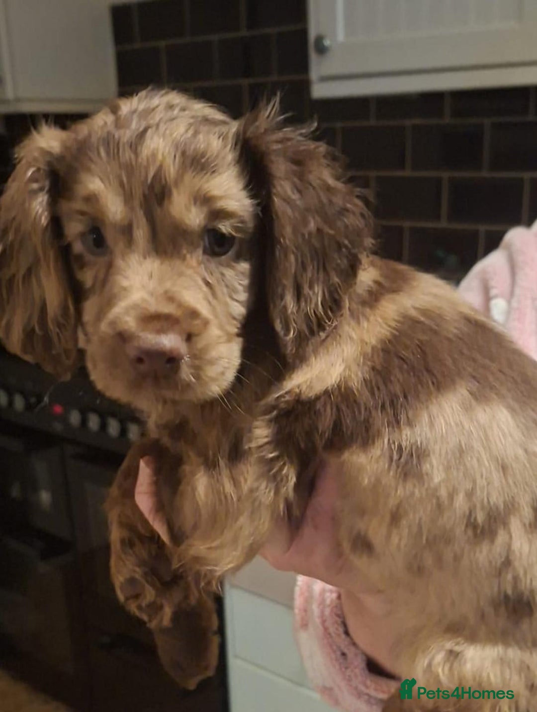 Cocker Spaniel dogs for sale: Cocker spaniel puppies  - Advert 6