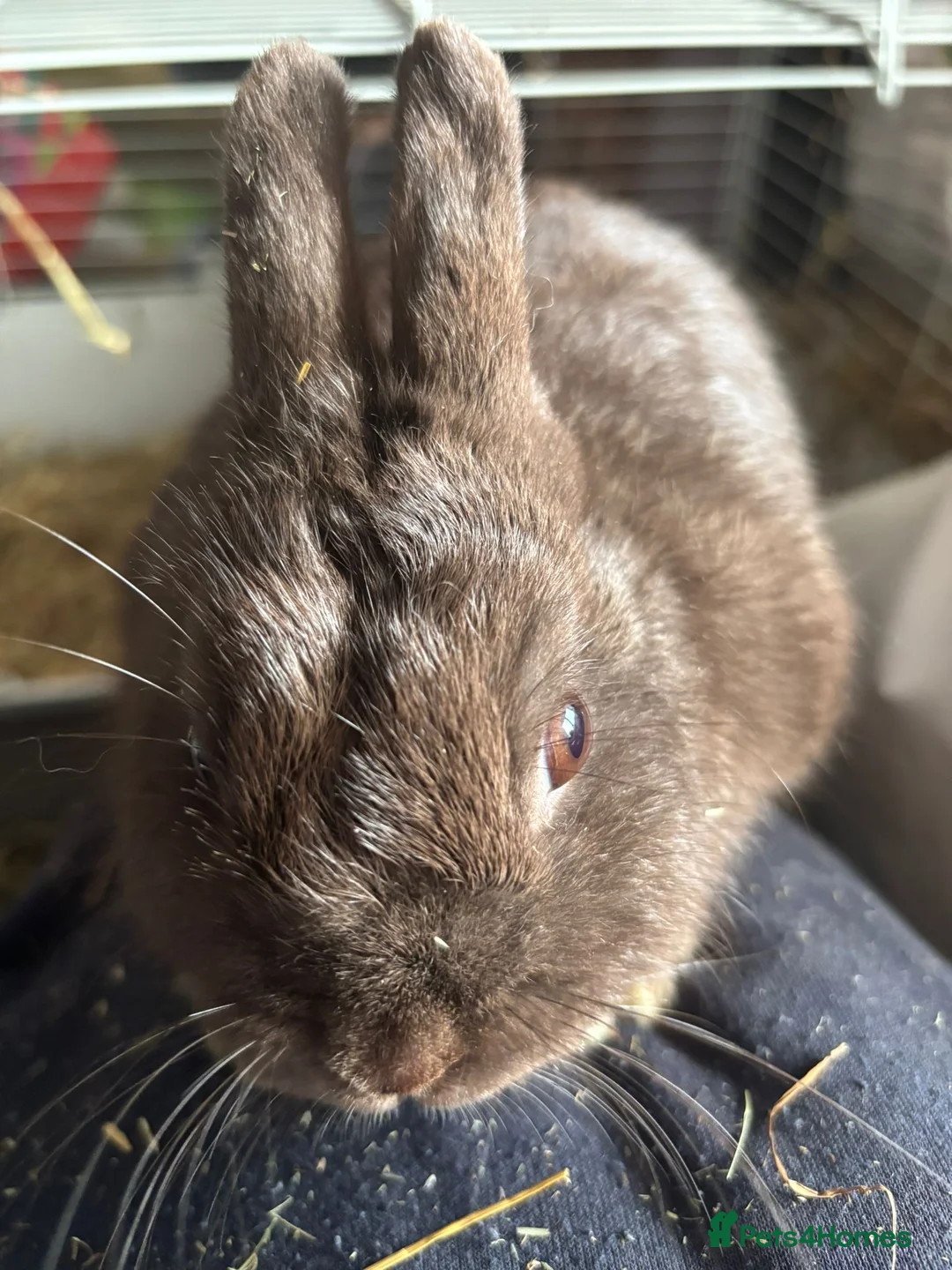 Netherland Dwarf rabbits for sale: 4 adorable young netherland dwarf - Advert 1