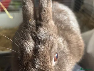 Netherland Dwarf rabbits 4 adorable young netherland dwarf - Advert 1