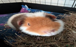 Guinea Pig rodents for sale: 2 male rex guinea pigs, with cage and all. - Advert 2