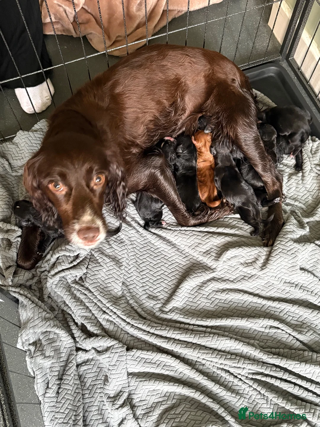 Cocker Spaniel dogs for sale: Cocker spaniel puppies - Advert 1