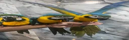 Macaws birds for sale: Baby HandReared Friendly Super Tame Cuddly Macaw in Nottingham - Advert 6