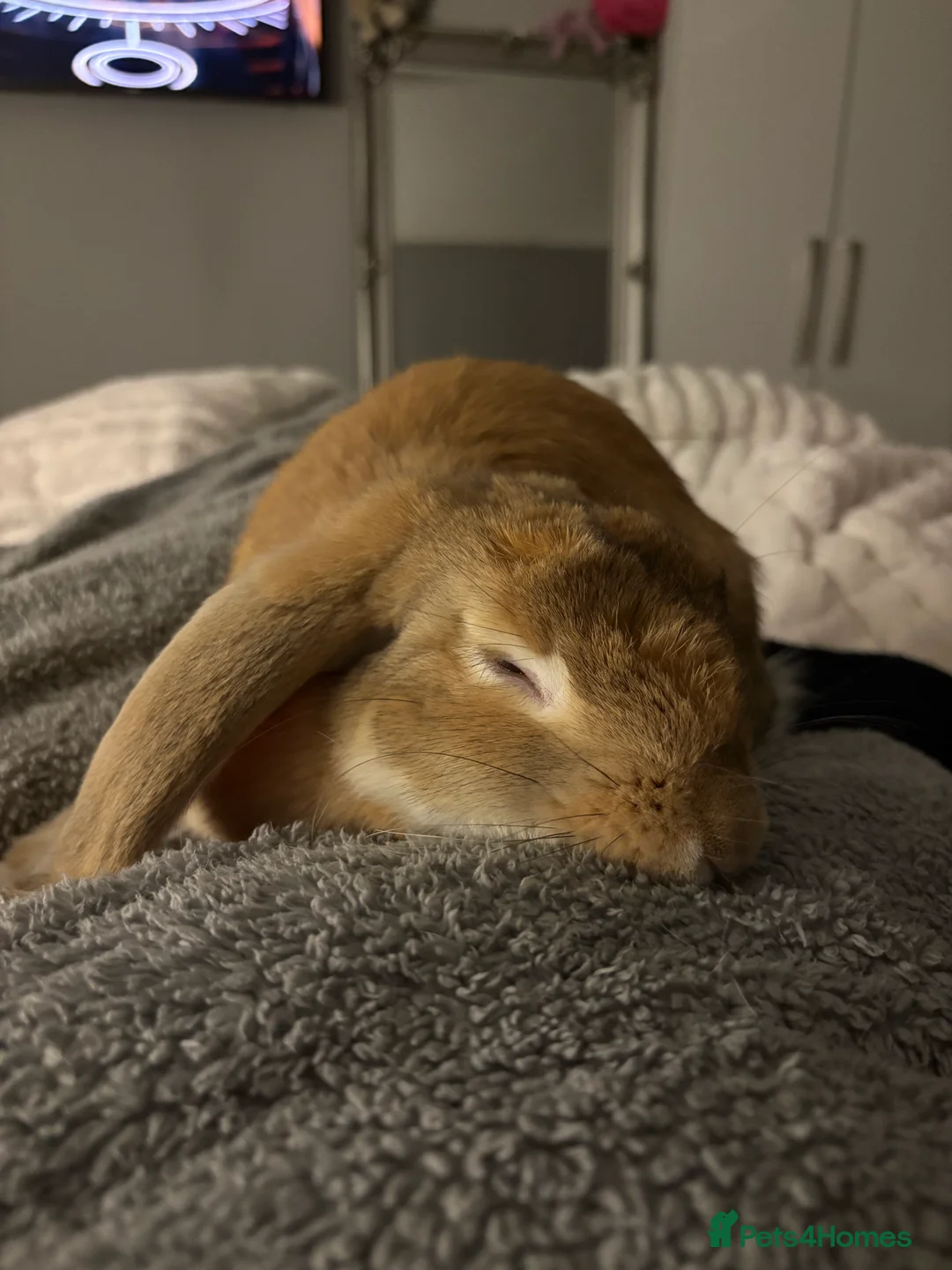 Mixed Breed rabbits for sale: Male bunny for sale - Advert 3