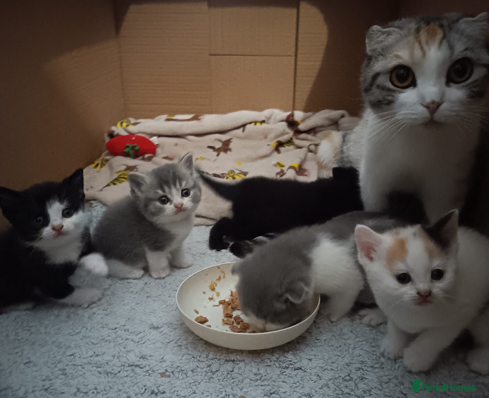 Scottish Fold cats Beautiful kittens - Advert 2
