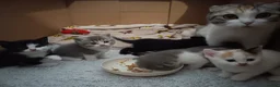 Scottish Fold cats for sale: Beautiful kittens - Advert 2