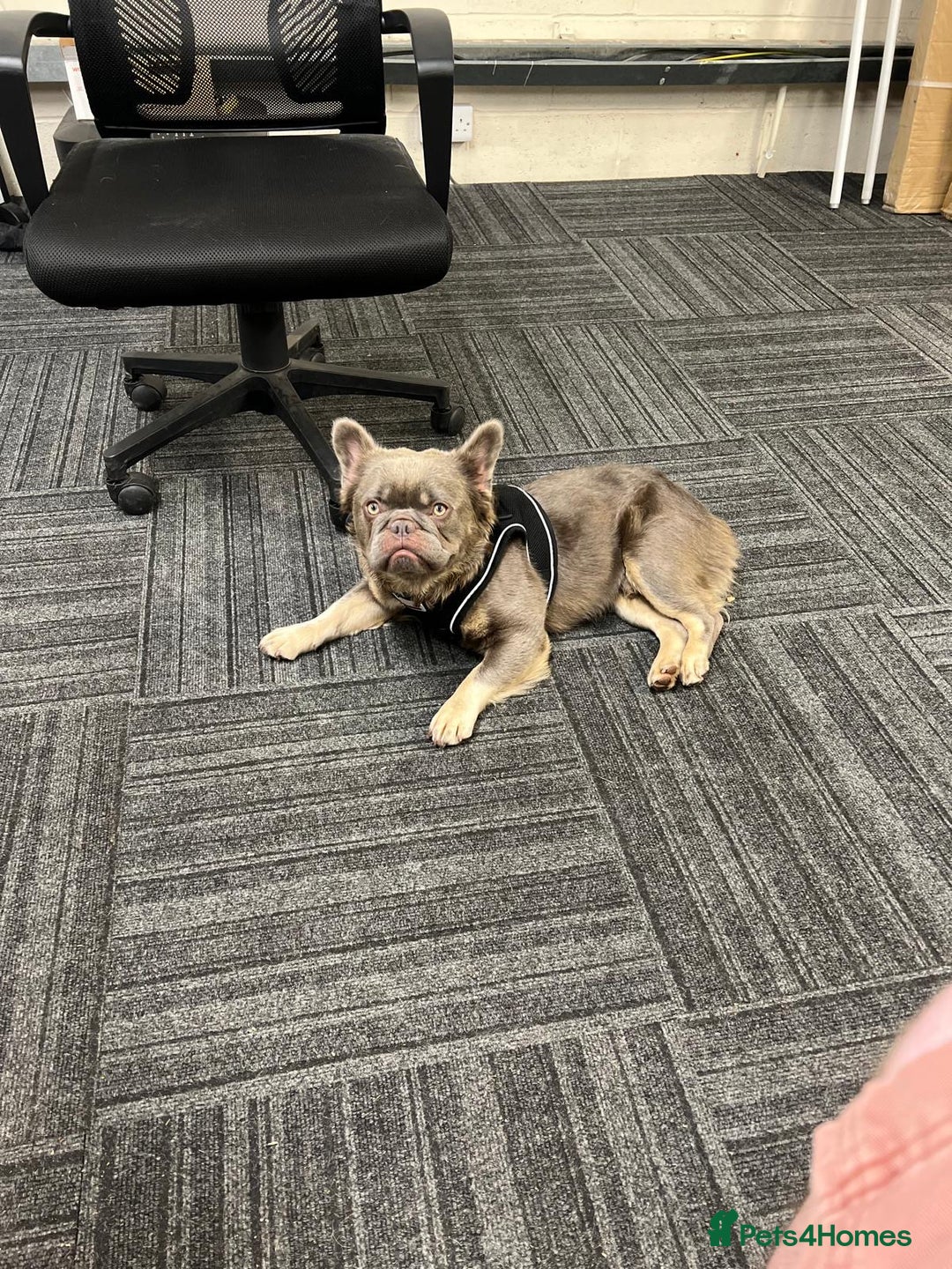 French Bulldog dogs for stud: Blue fluffy stud available  - Image 2