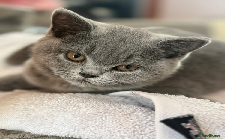 British Shorthair cats in Gloucester - Advert 2