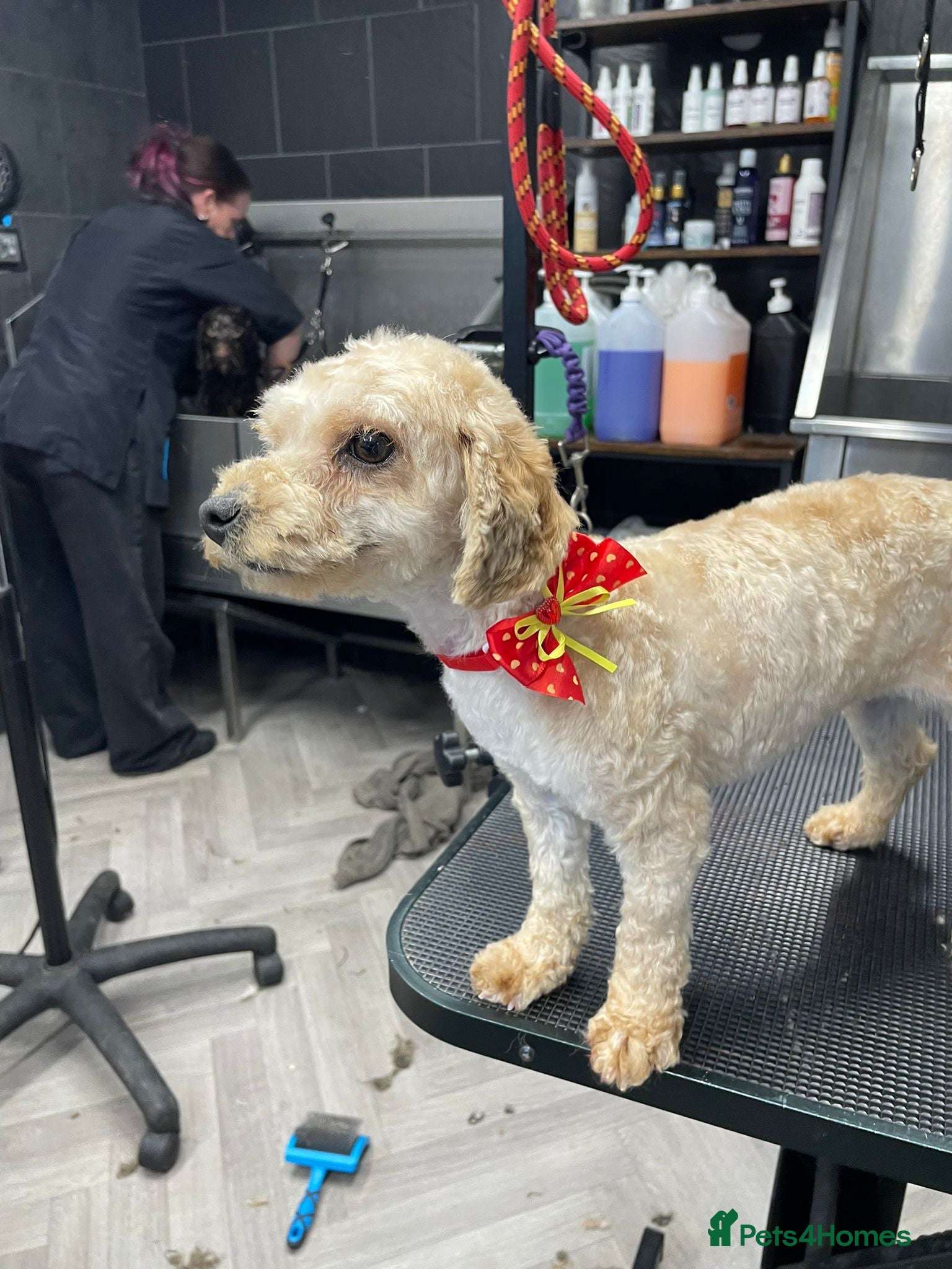 Poochon dogs Poochon girl  - Advert 4