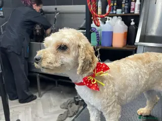 Poochon dogs Poochon girl - Advert 9