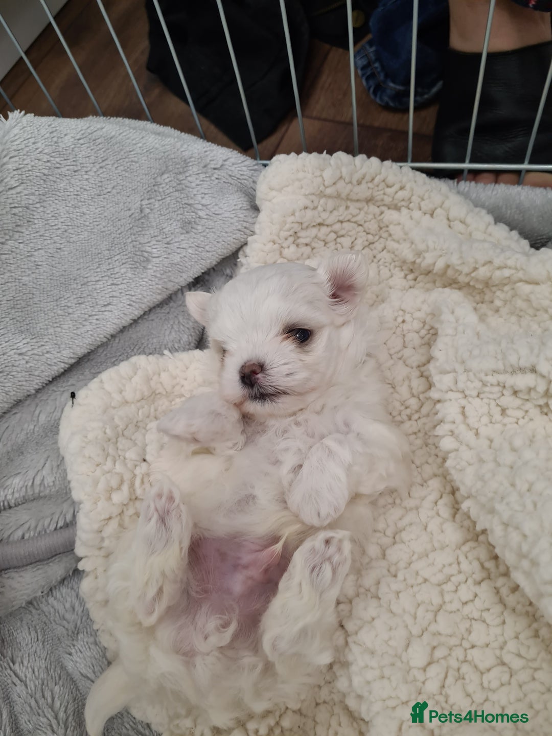 Maltese dogs for sale: ✨ Mini Korean Maltese Puppies, boy and girl ✨ - Advert 4