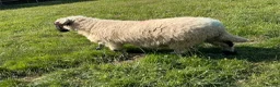 Sheep livestock for sale: Pedigree Registered Blacknose Valais Ewes - Advert 5