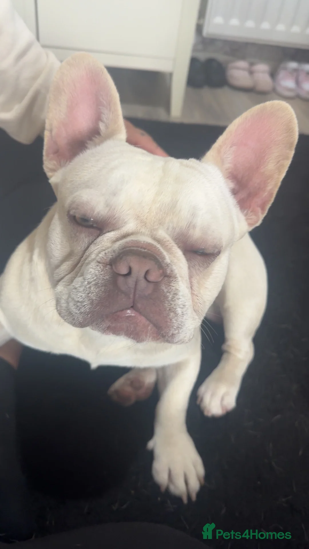 French Bulldog dogs for sale: Male French bulldog for sale  in Wallsend - Advert 7