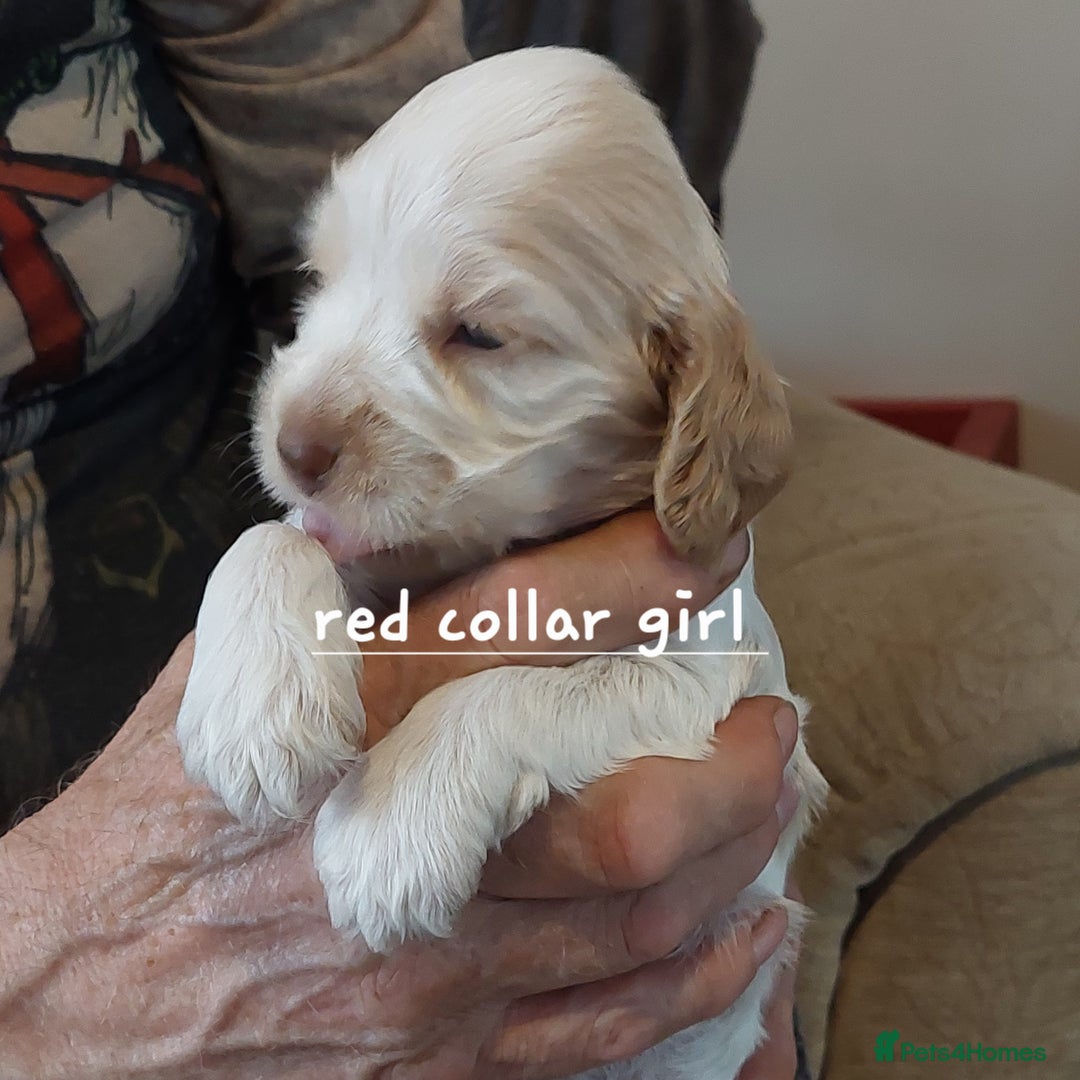Cocker Spaniel dogs for sale: Kc Reg show type cocker spaniel puppies  - Image 9