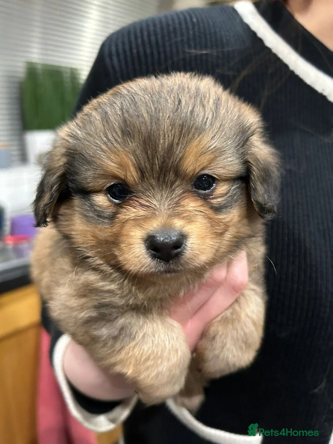 Mixed Breed dogs for sale: Adorable Miniature Dachshund Puppies - Advert 14