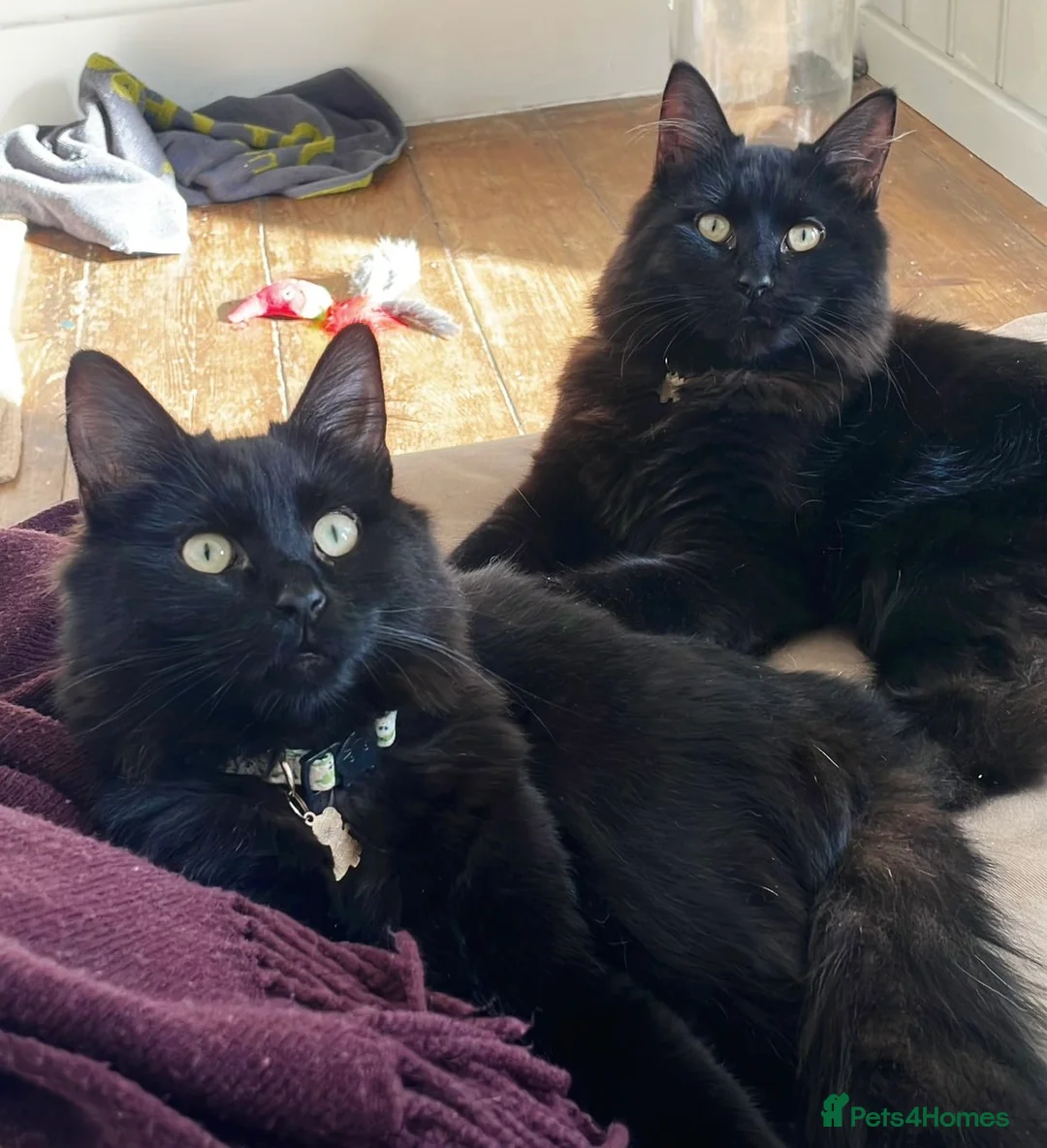 Domestic Shorthair cats for adoption: Ted & Yogi, 7 month old neutered male pair  - Advert 1