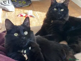 Domestic Shorthair cats Ted & Yogi, 7 month old neutered male pair in Reading - Advert 7