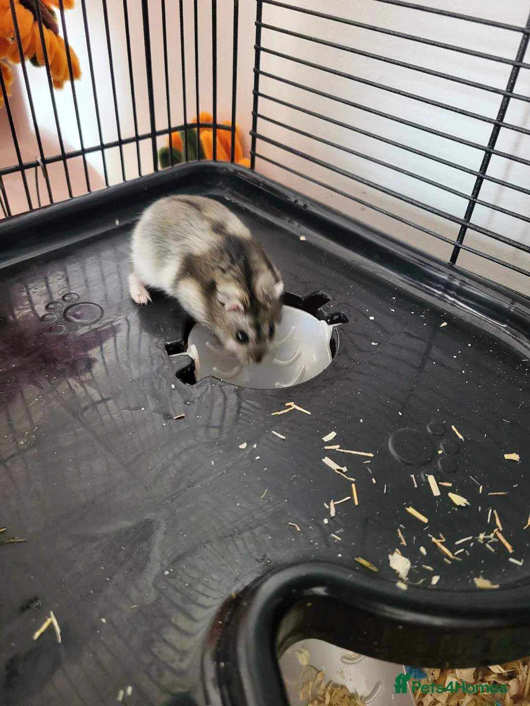 Hamster rodents for sale: Russian Dwarf Hamster With Cage in Wembley - Advert 2